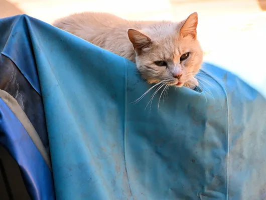 Which Tarps Cover Your Investments Better?